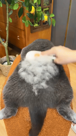 Cepillo para Mascotas a Vapor Recargable!!! Viral en TikTok